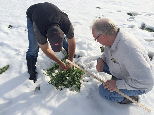 Snow cover still remained in many parts of western Kansas. Rick Horton (left) and Brian Walker dig down to take a peek at what the wheat looks like beneath. (DTN Photo by Pamela Smith)